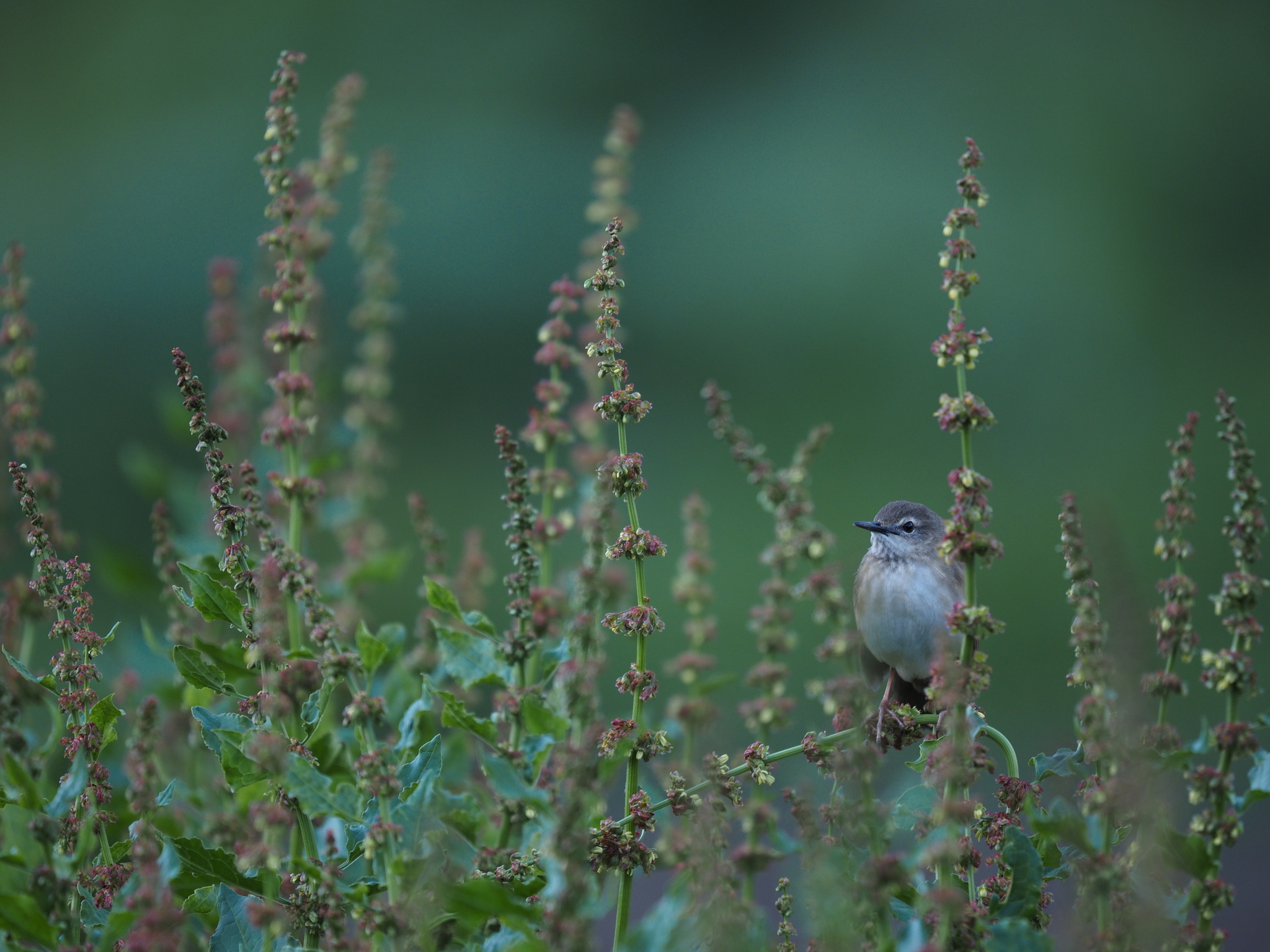 Long-billed Bush Warbler