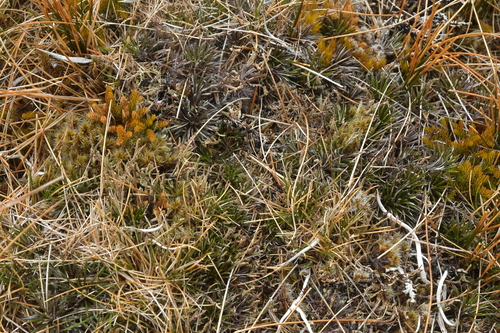 Image of Celmisia laricifolia by (c) Christopher Stephens, some rights reserved (CC BY-SA)