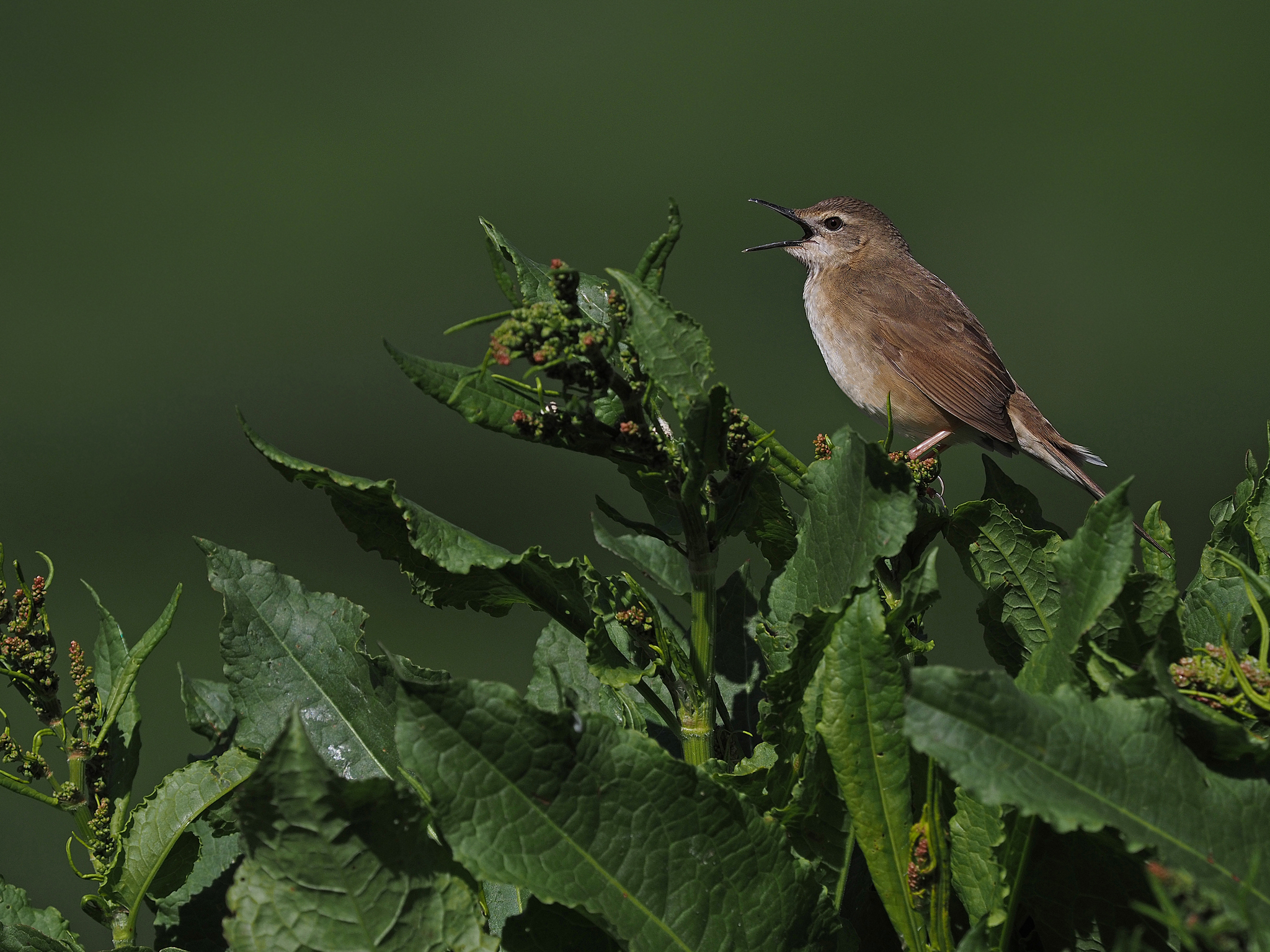 Long-billed Bush Warbler