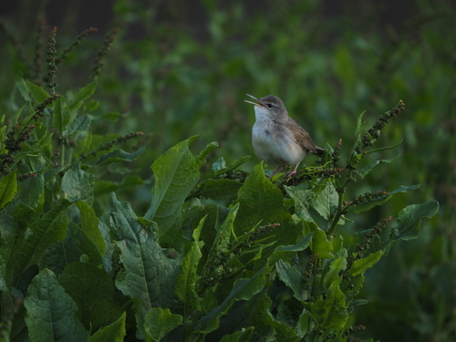 Long-billed Bush Warbler (Locustella major), photo 4