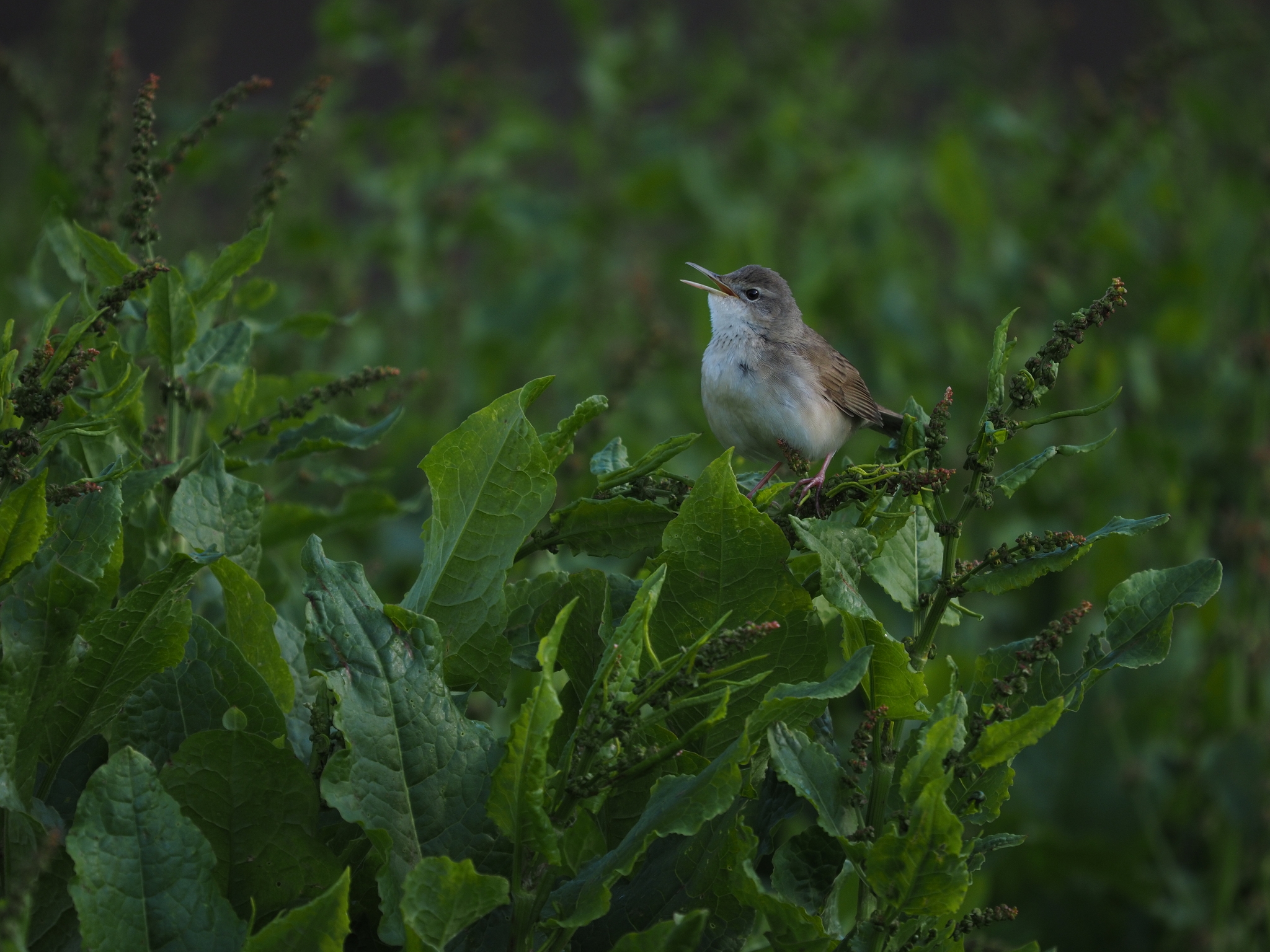Long-billed Bush Warbler