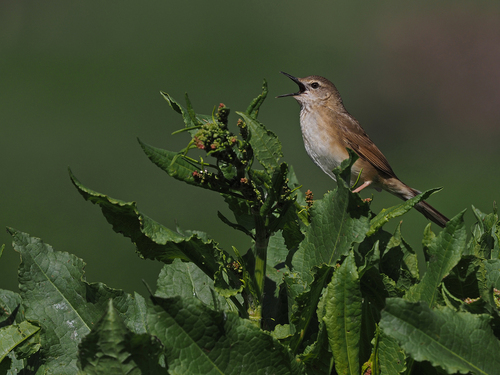 Long-billed Bush Warbler (Locustella major), photo 1