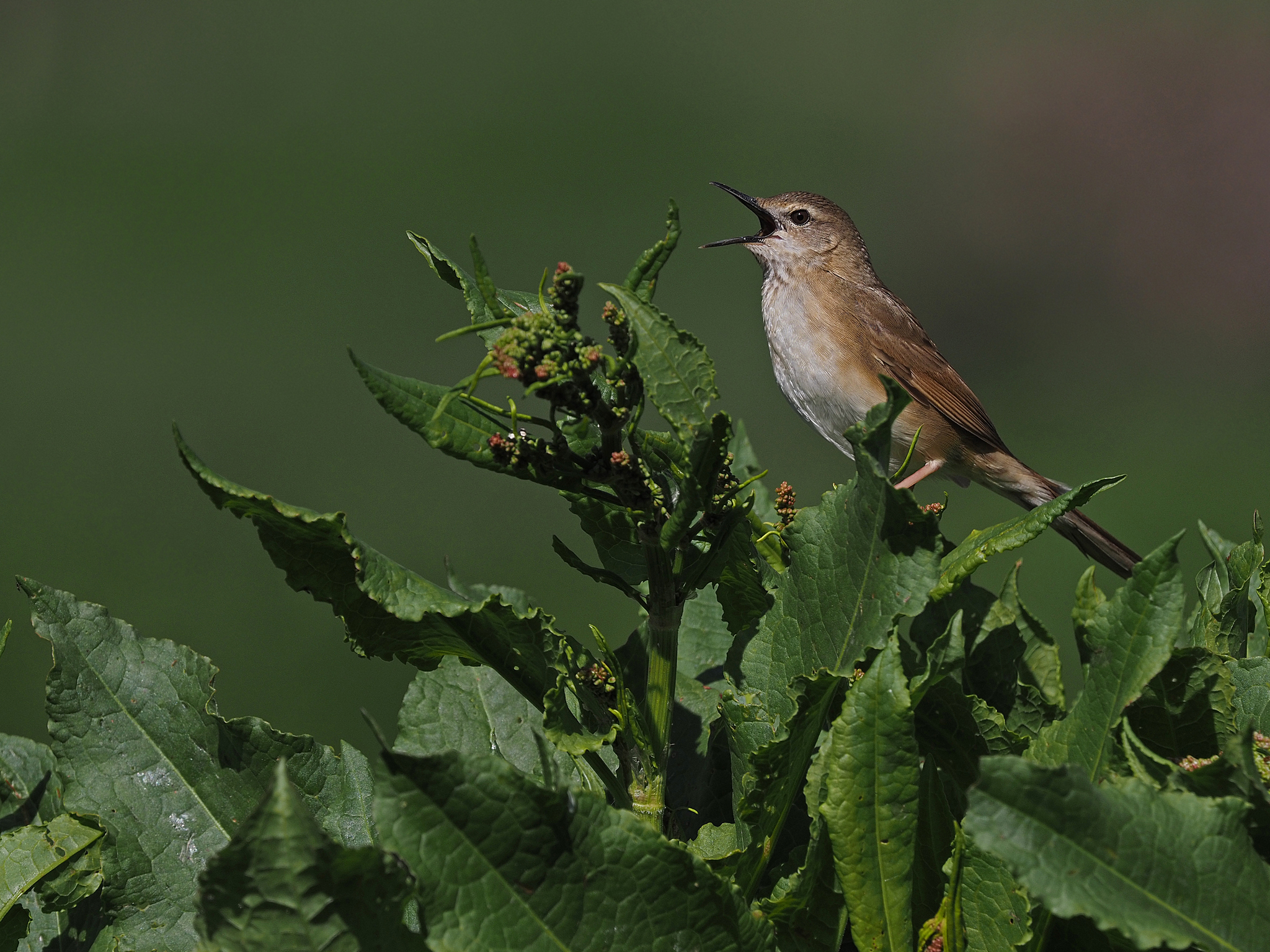 Long-billed Bush Warbler