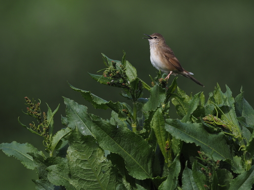Long-billed Bush Warbler (Locustella major), photo 3