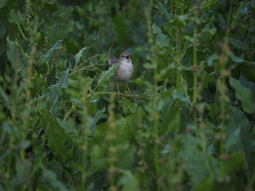 Long-billed Bush Warbler (Locustella major), photo 8