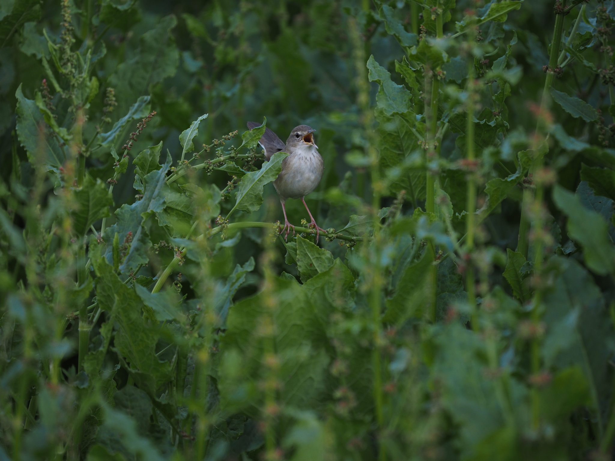 Long-billed Bush Warbler