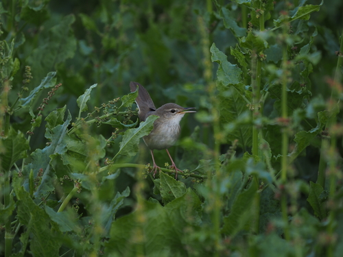 Long-billed Bush Warbler (Locustella major), photo 9