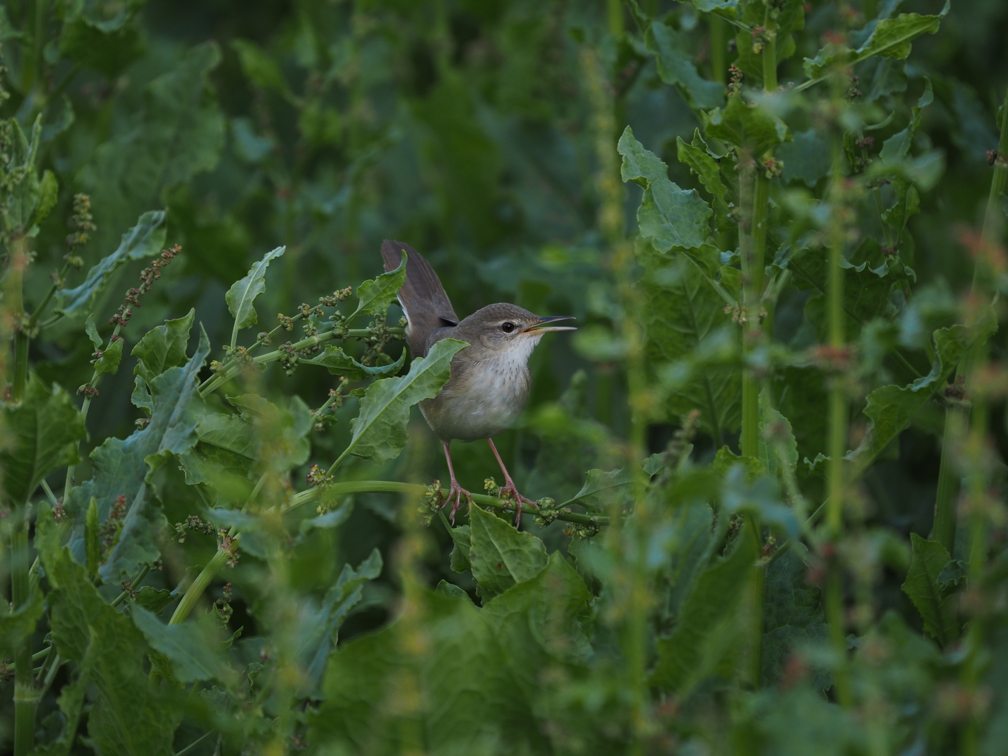 Long-billed Bush Warbler