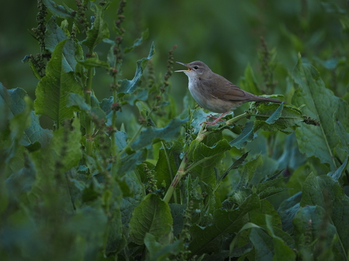 Long-billed Bush Warbler (Locustella major), photo 10