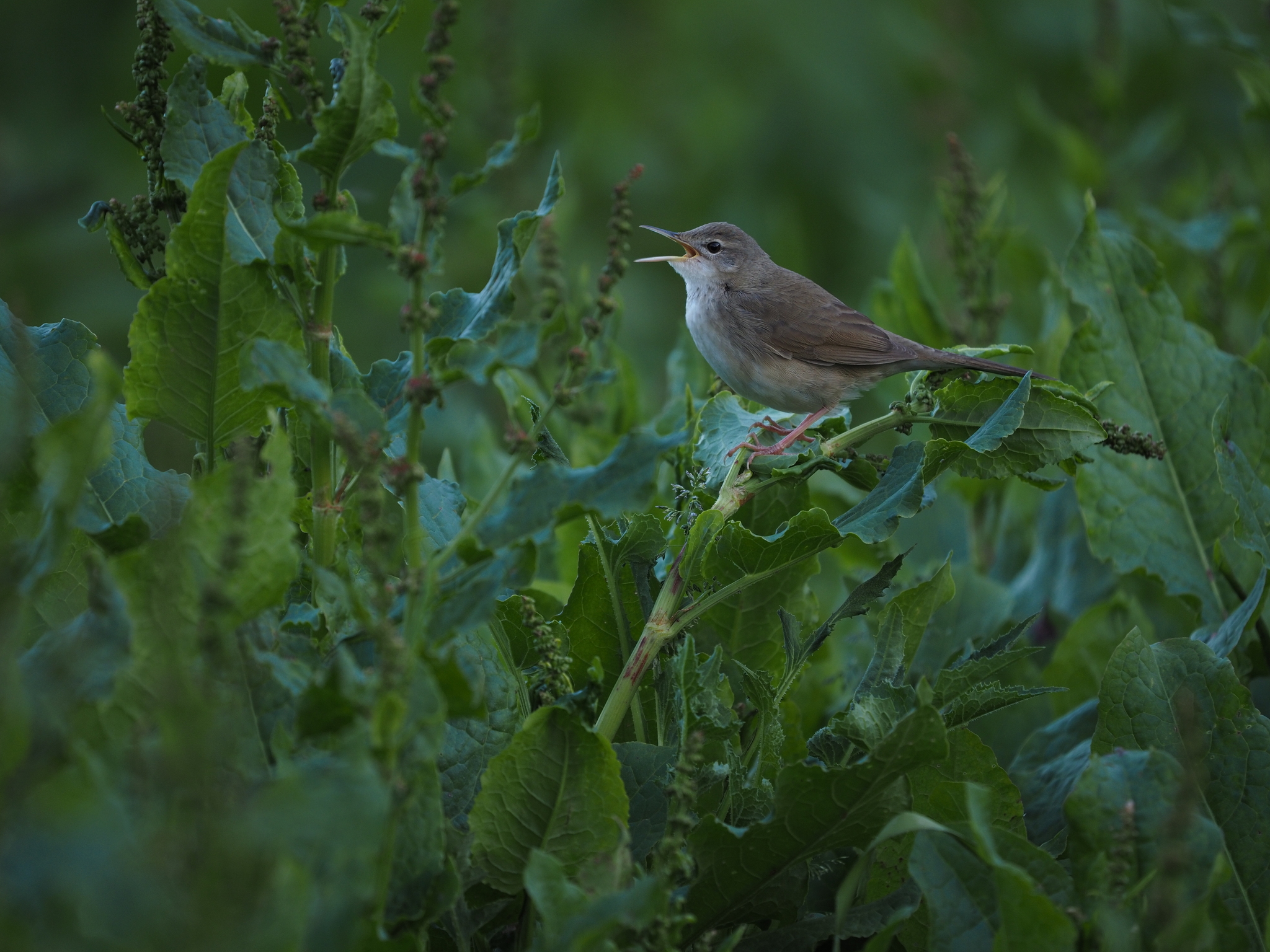 Long-billed Bush Warbler