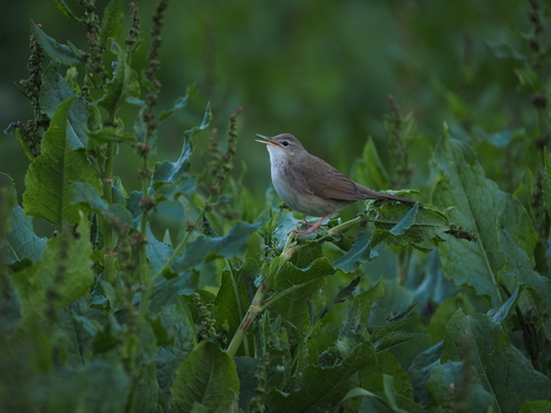 Long-billed Bush Warbler (Locustella major), photo 7