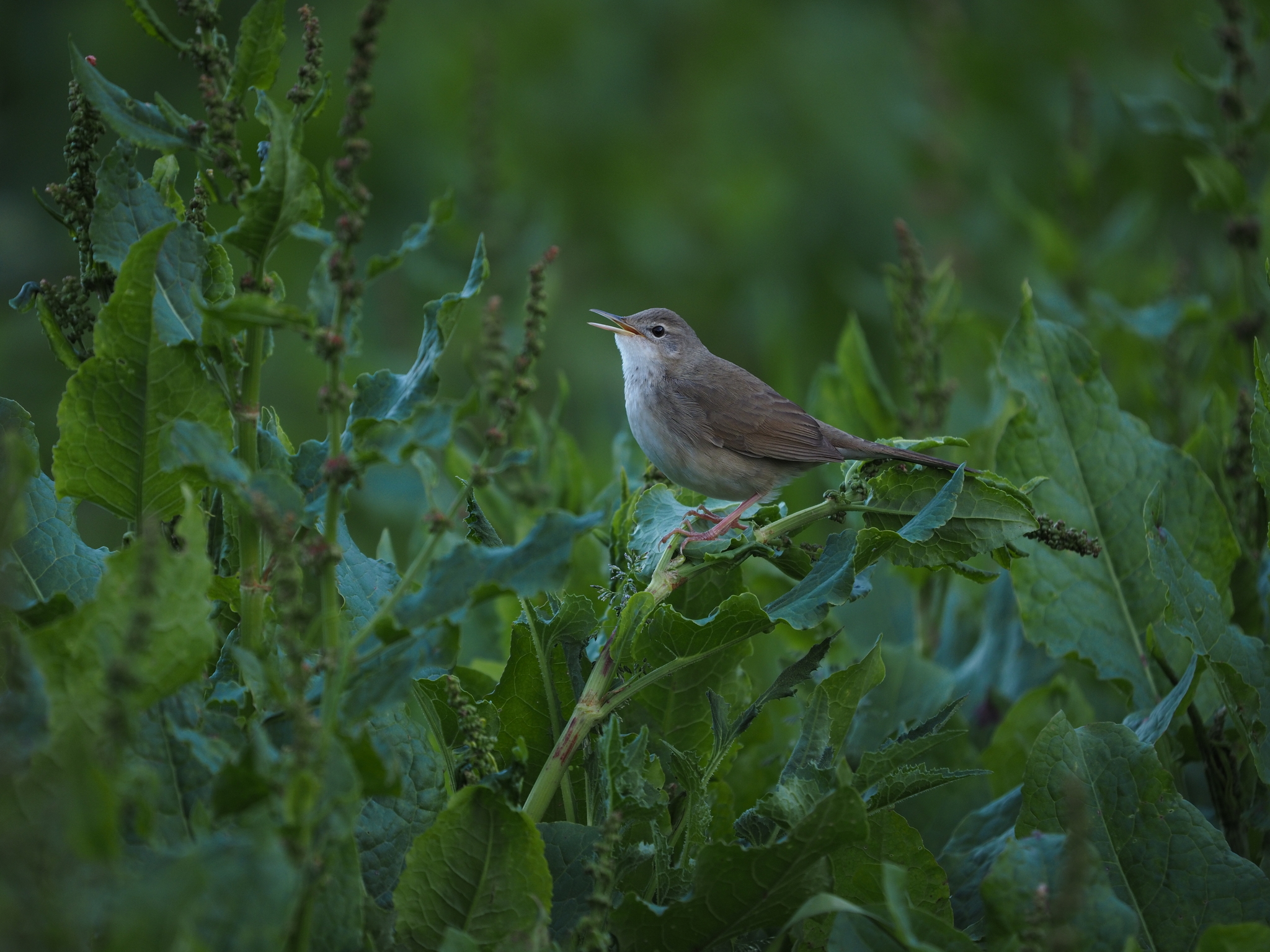 Long-billed Bush Warbler