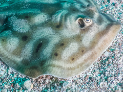 Urobatis maculatus