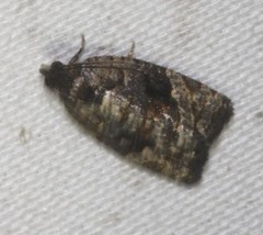 Asthenoptycha