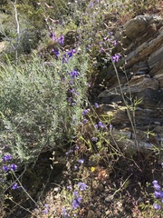 Delphinium parishii subglobosum
