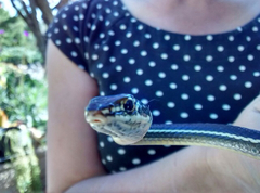 Masticophis lateralis lateralis