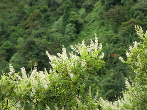 Weinmannia pinnata, photograph 6