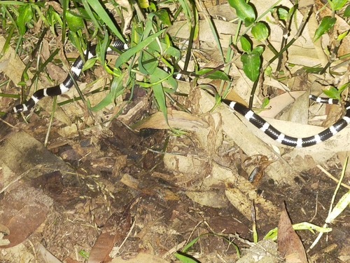 Eastern Bandy Bandy sighting