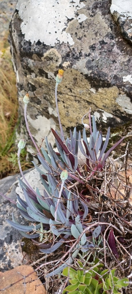 Senecio serpens 3