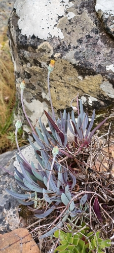 Senecio repens (L.) Muschler non Stokes 3