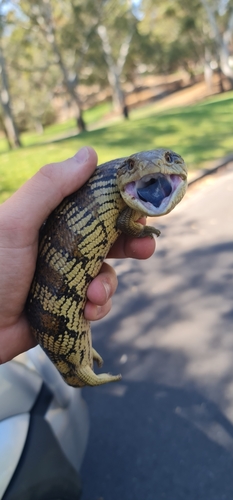 Common Bluetongue, Tiliqua scincoides