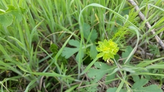 Euphorbia spathulata