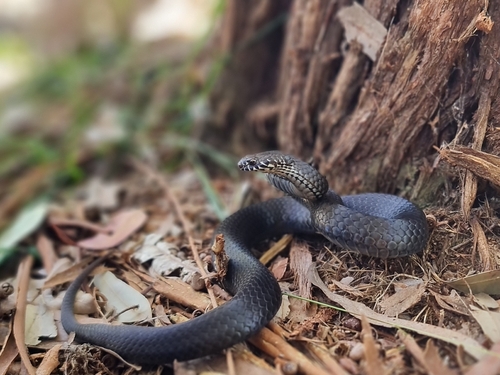 Pygmy Copperhead, Austrelaps labialis