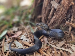 Pygmy Copperhead photo 2