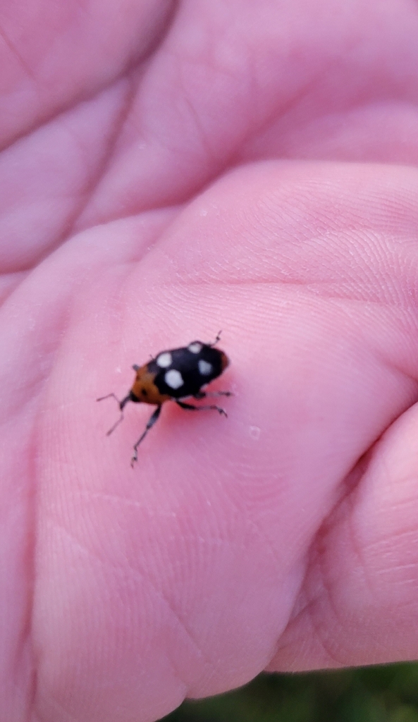 megabaris-quadriguttata-from-barra-do-quara-rs-brazil-on-november-24