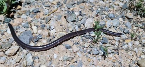 Dark-spined Blind Snake