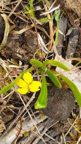 Image of Bent Goodenia (Goodenia geniculata) by (c) Rosalie Lawrence, some rights reserved (CC BY)