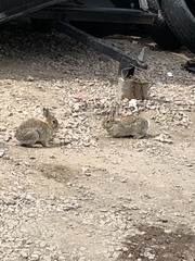 Sylvilagus audubonii