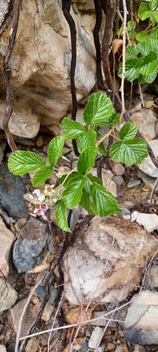 Image of Rubus rigidus by (c) Danie Palm, some rights reserved (CC BY)