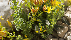 Hypericum crenulatum