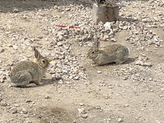 Sylvilagus audubonii