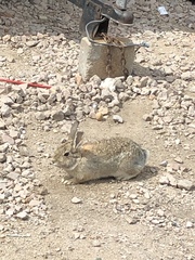 Sylvilagus audubonii
