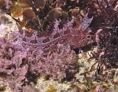 Heteroclinus roseus