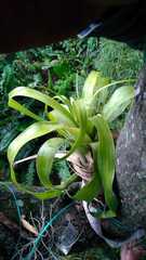 Tillandsia elongata