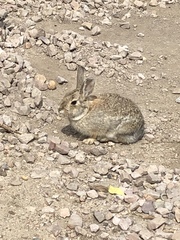 Sylvilagus audubonii