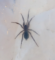 Drassyllus insularis