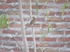 Schoeniophylax phryganophilus