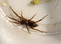 Drassyllus insularis