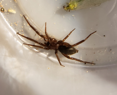 Drassyllus insularis