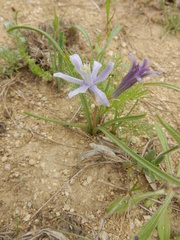 Androstephium coeruleum