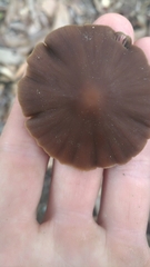 Psathyrella atrospora