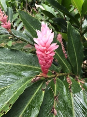 Alpinia purpurata