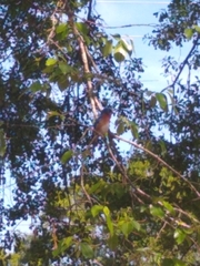 Sialia sialis
