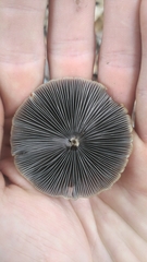 Psathyrella atrospora