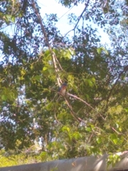 Sialia sialis