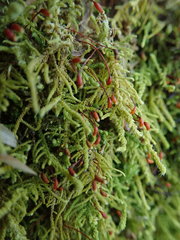 Claopodium crispifolium